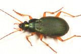 Chlaenius sericeus