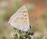 Great Copper - Lycaena xanthoides