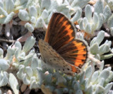 Veined Blue - Plebejus neurona