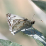 Northern White-Skipper - Heliopetes ericetorum