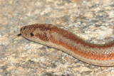 Coastal Rosy Boa - Lichanura orcutti