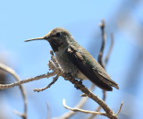Black-chinned Hummingbird - Archilochus alexandri