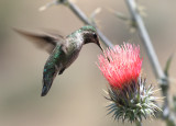 Black-chinned Hummingbird - Archilochus alexandri