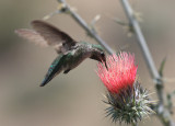 Black-chinned Hummingbird - Archilochus alexandri