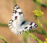 Checkered White - Pontia protodice