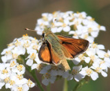 Common Branded Skipper - Hesperia comma