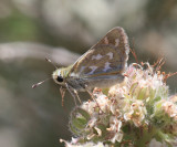 Lindseys Skipper - Hesperia lindseyi