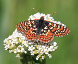 Ediths Checkerspot - Euphydryas editha