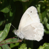 California Common Ringlet - Coenonympha tullia