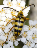 Stenostrophia tribalteata