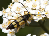 Leptura obliterata