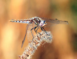 Variegated Meadowhawk - Sympetrum corruptum