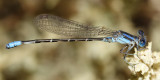 Paiute Dancer - Argia alberta