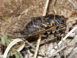 Cicadas - Cicadidae