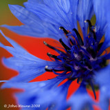 Cornflower & Poppy