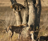 Cheetah and Cubs.jpg
