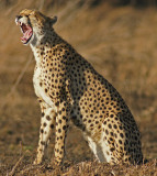 Cheetah Yawn II.jpg