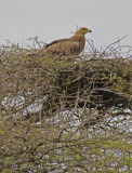Vulture in nest.jpg