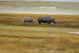 Rhino adult and baby.jpg