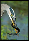 _KRV2361 GBH eating a lesser siren web.jpg