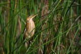 Least Bittern