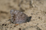 Tree Grayling - Hipparchia statilinus - Kleine Heivlinder