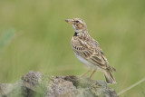 Bimaculated Lark - Calandrella bimaculata