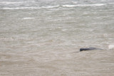 Humpback Whale - Megaptera novaeangliae - Bultrug