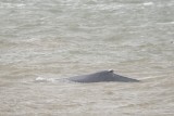 Humpback Whale - Megaptera novaeangliae - Bultrug