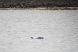 Bottlenose Dolphin - Tursiops truncatus - Tuimelaar