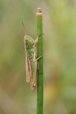 Meadow Grasshopper - Chorthippus parallelus - Krasser