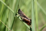 Woodland Grasshopper - Omocestus rufipes - Negertje