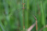 Small Spreadwing - Lestes virens - Tengere Pantserjuffer