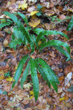 Asplenium scolopendrium