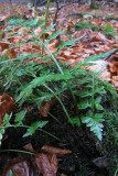 Asplenium adiantum-nigrum