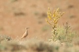 Cream-colored Courser - Cursorius cursor