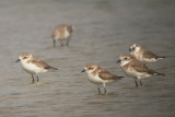 Lesser Sand Plovers - Charadrius mongolicus