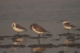 Spoon-billed Sandpipers - Eurynorhyncus pygmeus