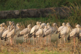 Open-billed Storks - Anastomus lamelligerus, near Peth Buri