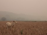 Chiang Dao rice paddies (and smoggy air..!)