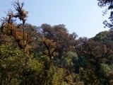 moss forest, Doi Inthanon summit