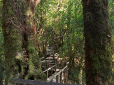 moss forest, Doi Inthanon summit