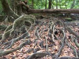 Khao Yai National Park