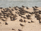 Greater Sand Plovers - Charadrius leschenaultii