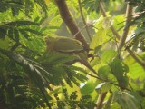 Pin-tailed Green Pigeon - Treron apicauda, Doi Chiang Dao