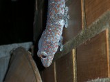 Tokay Gekko - Gecko gecko, Chiang Dao