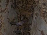 Bourret's Horseshoe Bat - Rhinolophus paradoxolophus, Khao Yai National Park