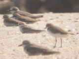 'white-faced plover' - Charadrius sp.