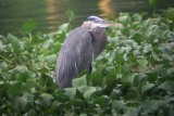 Great Blue Heron - Ardea herodias, Los Tuxtlas, Veracruz