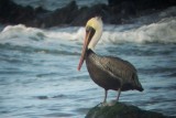 Atlantic Brown Pelican - Pelecanus occidentalis, Montepio, Veracruz